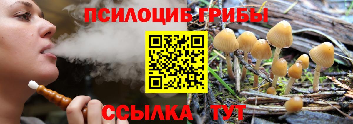 Заволжье  Псилоцибиновые грибы мицелий  Вход с VPN 